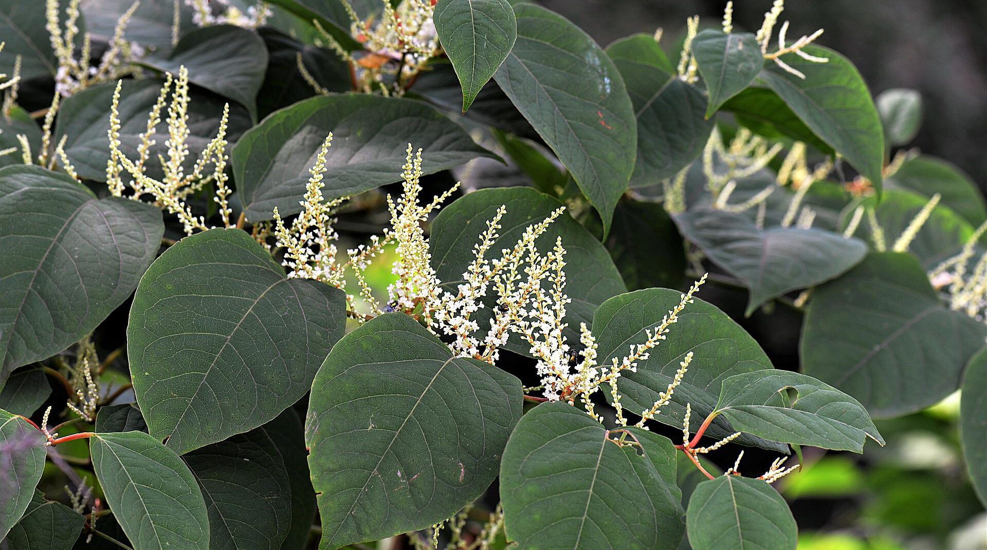 Sellers beware: Japanese knotweed can seriously affect the saleability of your house